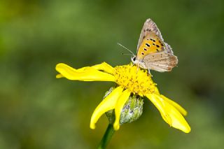 Benekli Bakr Gzeli (Lycaena phlaeas)