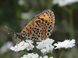 Gzel parhan (Melitaea trivia)