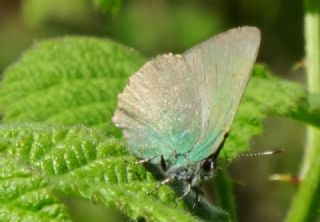 Zmrt (Callophrys rubi)