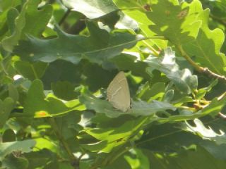 Mormee (Favonius quercus)