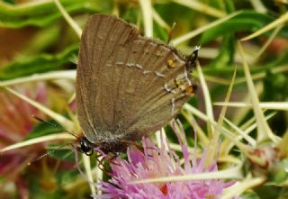 Byk Sevbeni (Satyrium ilicis)