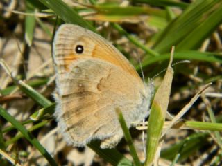 Kk Zpzp Perisi (Coenonympha pamphilus)