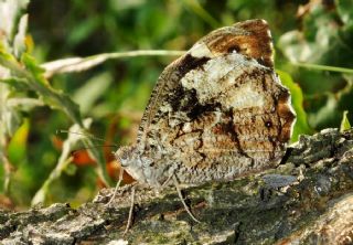 Byk Karamelek (Hipparchia syriaca)