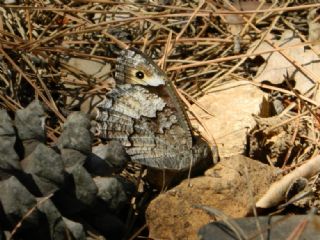 Byk Karamelek (Hipparchia syriaca)