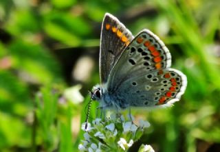 okgzl Esmer (Aricia agestis)