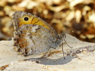 Lidya Yalanccads (Pseudochazara lydia)