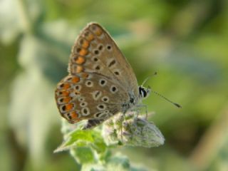 okgzl Mavi (Polyommatus icarus)