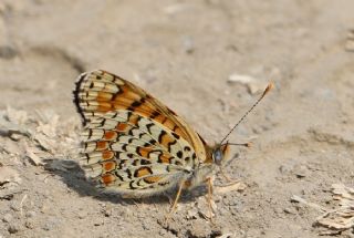 Cezayirli parhan (Melitaea ornata)