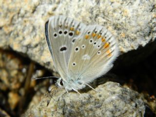 okgzl Turkuvaz Mavisi (Polyommatus dorylas)