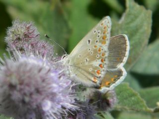 Anadolu okgzls (Polyommatus hyacinthus)