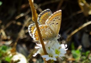 okgzl Balkan Mavisi (Aricia anteros )