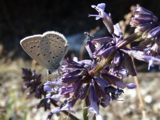 okgzl Mavi (Polyommatus icarus)