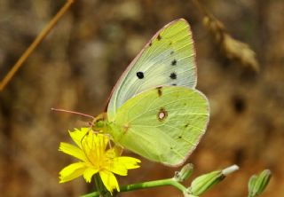 Sar Azamet (Colias croceus)