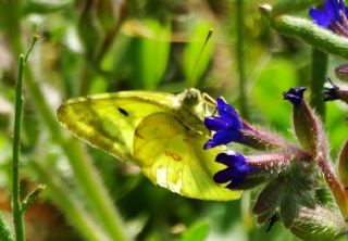 Gzel Azamet (Colias alfacariensis)
