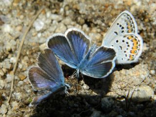 Gm Lekeli Esmergz (Plebejus argus)