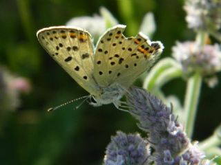 sli Bakr Gzeli (Lycaena tityrus)