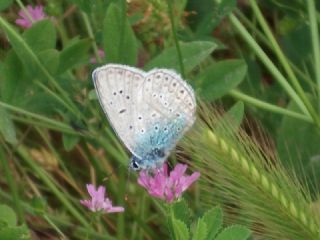 okgzl Mavi (Polyommatus icarus)