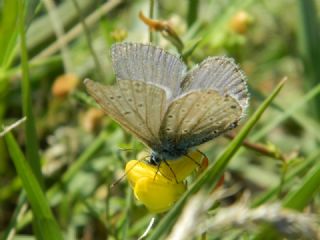 okgzl Mavi (Polyommatus icarus)