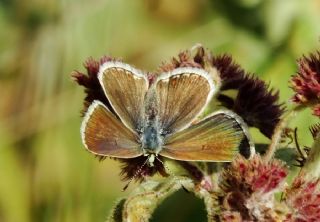 Anadolu okgzls (Polyommatus hyacinthus)