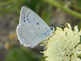 okgzl Dafnis (Polyommatus daphnis)