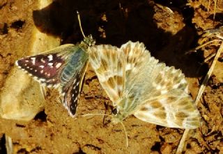 ark Zpzp (Carcharodus orientalis)