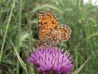 Cezayirli parhan (Melitaea ornata)