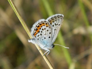 Gm Lekeli Esmergz (Plebejus argus)