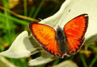 Ate Bakr Gzeli (Lycaena candens)