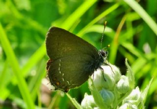 Byk Sevbeni (Satyrium ilicis)