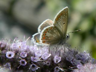 Anadolu okgzls (Polyommatus hyacinthus)