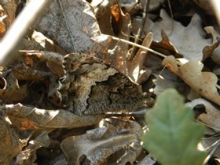 Byk Karamelek (Hipparchia syriaca)