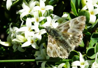 ark Zpzp (Carcharodus orientalis)