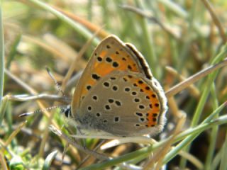 Ate Bakr Gzeli (Lycaena candens)