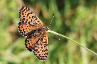 Benekli parhan (Melitaea didyma)