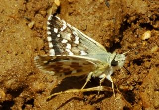 Ege Zpzp (Pyrgus melotis)