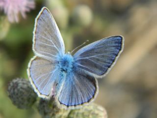 okgzl Mavi (Polyommatus icarus)