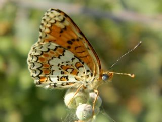 Benekli Byk parhan (Melitaea phoebe)