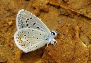 okgzl Kk Turan Mavisi (Polyommatus cornelius)