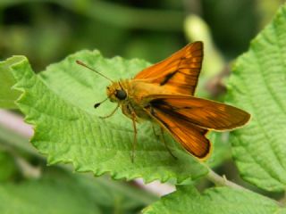 Orman Zpzp (Ochlodes sylvanus)