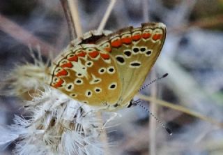 okgzl Esmer (Aricia agestis)