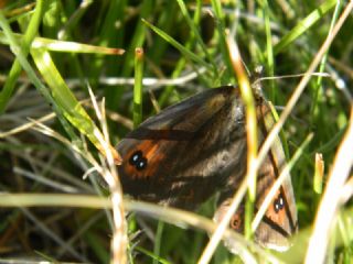 Harem Gzelesmeri (Erebia ottomana)