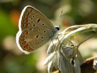 okgzl Mavi (Polyommatus icarus)