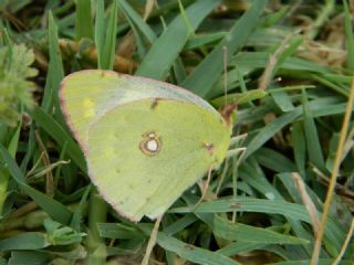 Sar Azamet (Colias croceus)