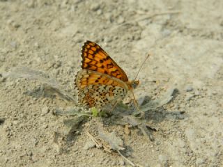 Benekli Byk parhan (Melitaea phoebe)