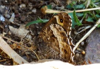 Byk Karamelek (Hipparchia syriaca)