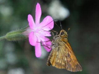 Orman Zpzp (Ochlodes sylvanus)