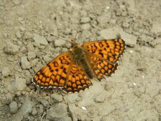 Benekli Byk parhan (Melitaea phoebe)