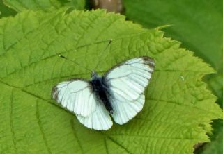 Yalanc Beyazmelek (Pieris pseudorapae)