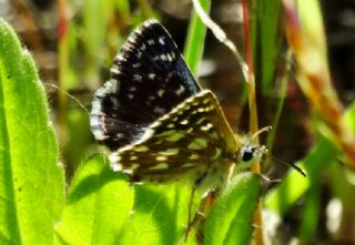 Kzl Zpzp (Spialia orbifer)