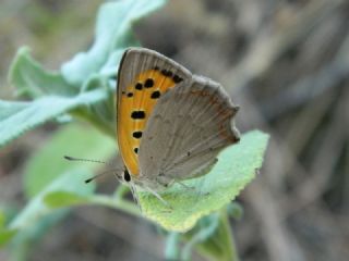 Benekli Bakr Gzeli (Lycaena phlaeas)
